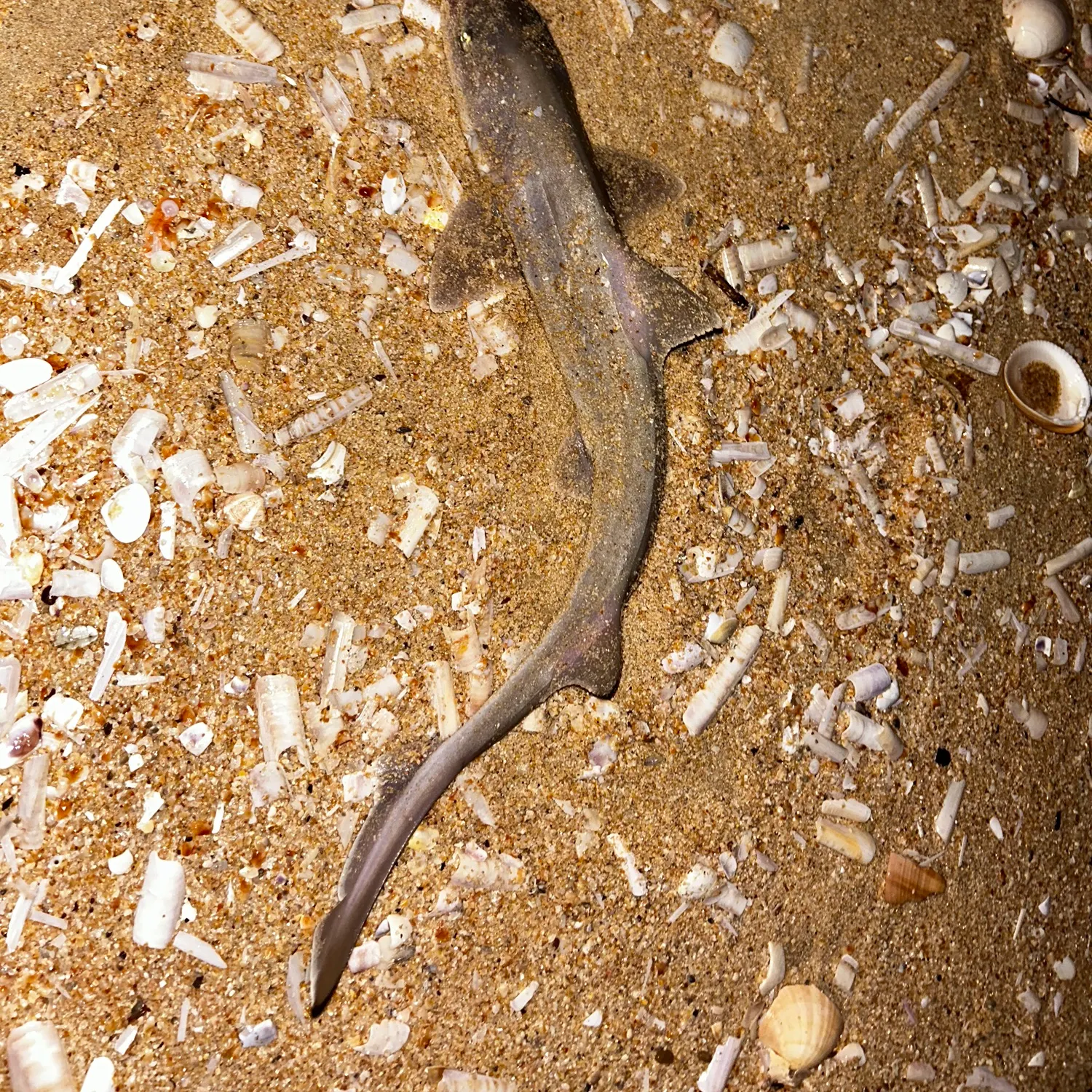 The most recent Common smooth-hound catches on Fishbrain