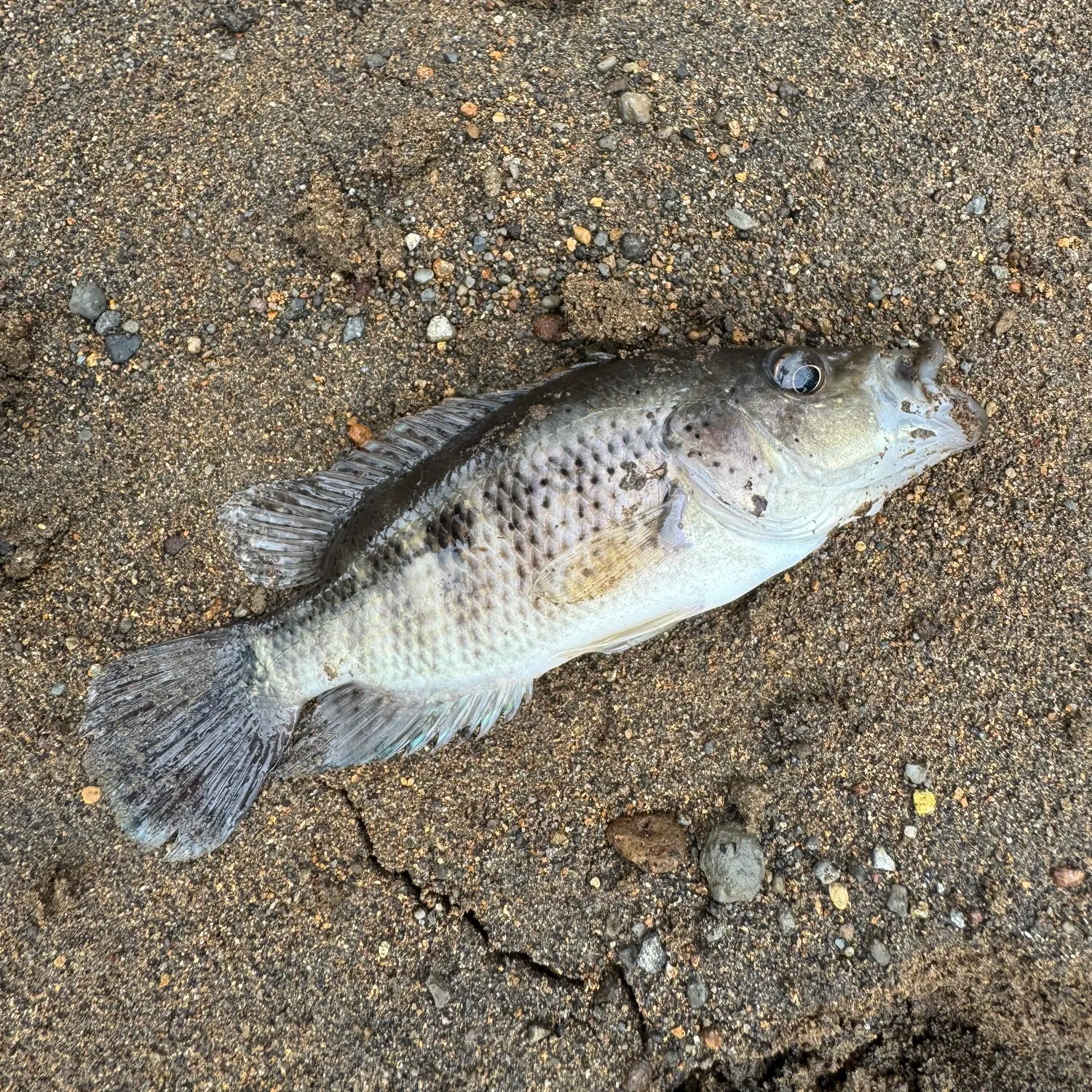 The most recent Wolf cichlid catches on Fishbrain