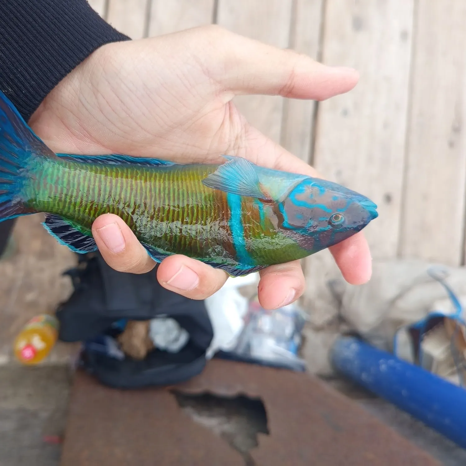 The most recent Atlantic sailfish catches on Fishbrain