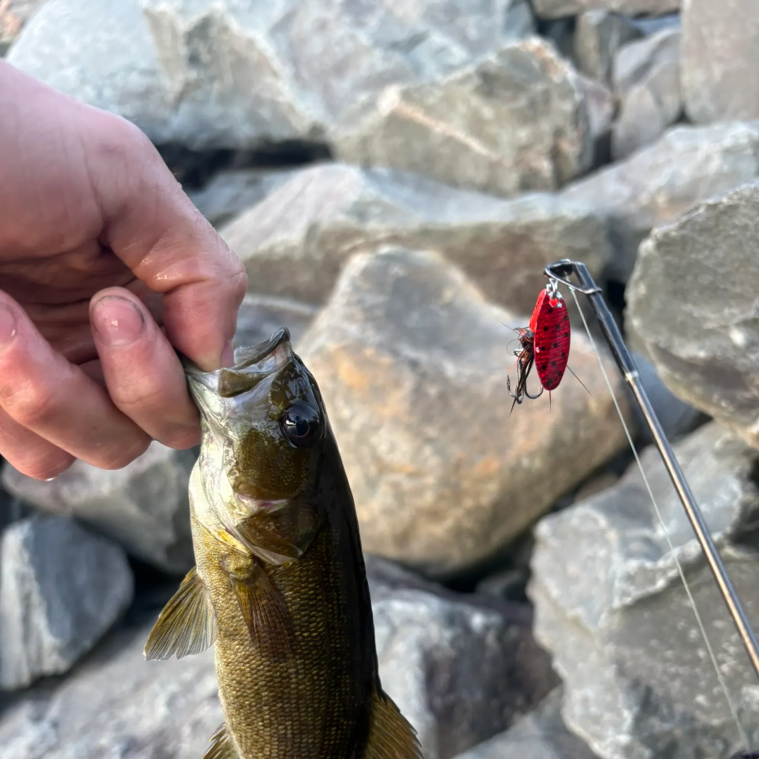 Smallmouth bass caught on Fishbrain