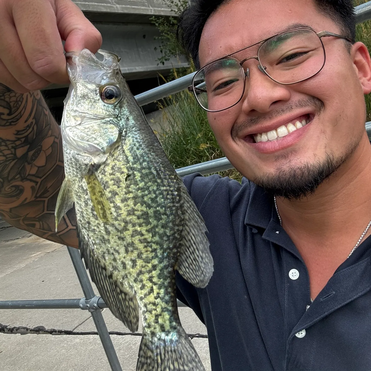 Black crappie caught on Fishbrain