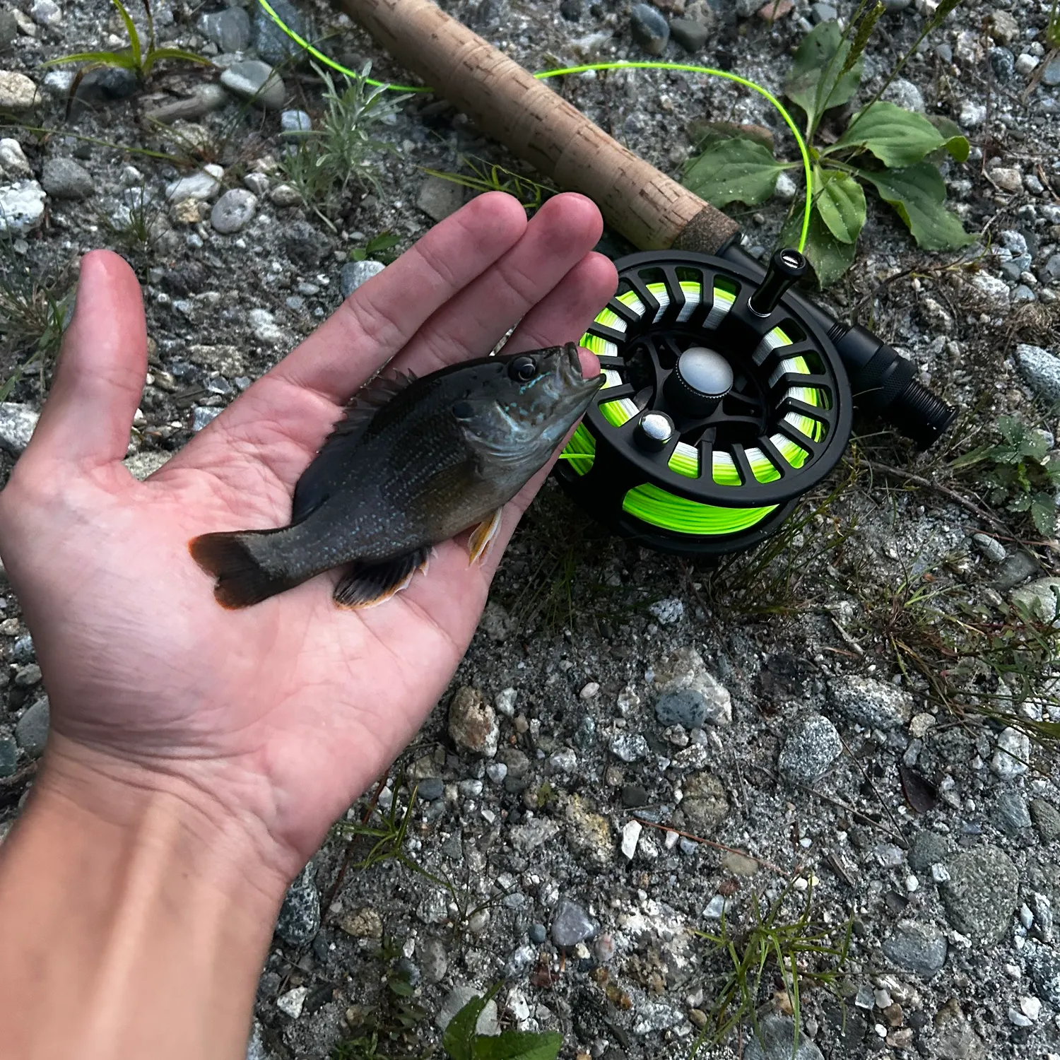 Green sunfish caught on Fishbrain