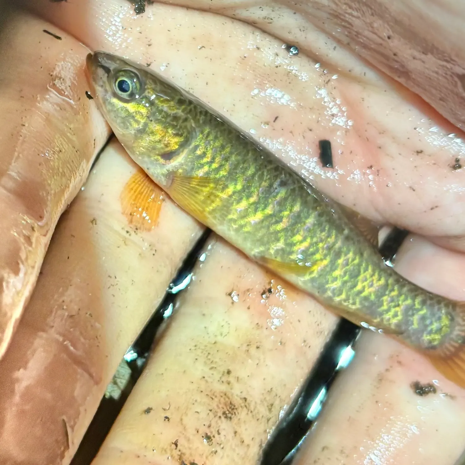 The most recent Central mudminnow catches on Fishbrain