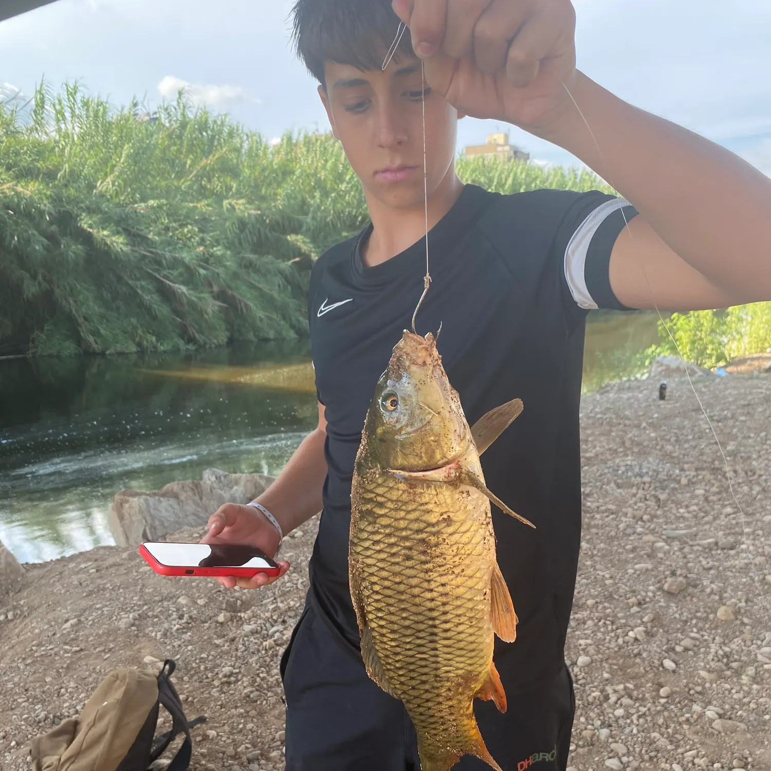 Common carp caught on Fishbrain