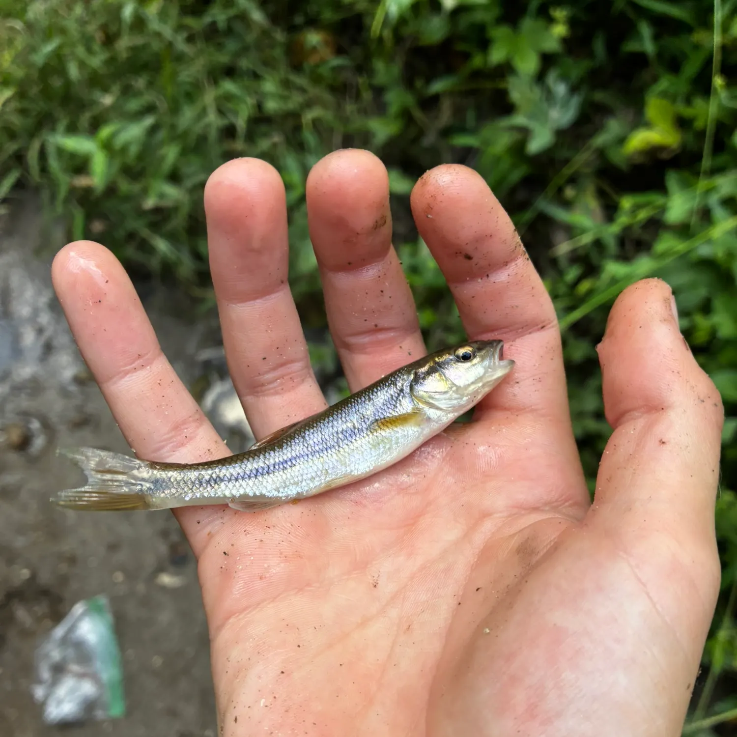 Creek chub caught on Fishbrain
