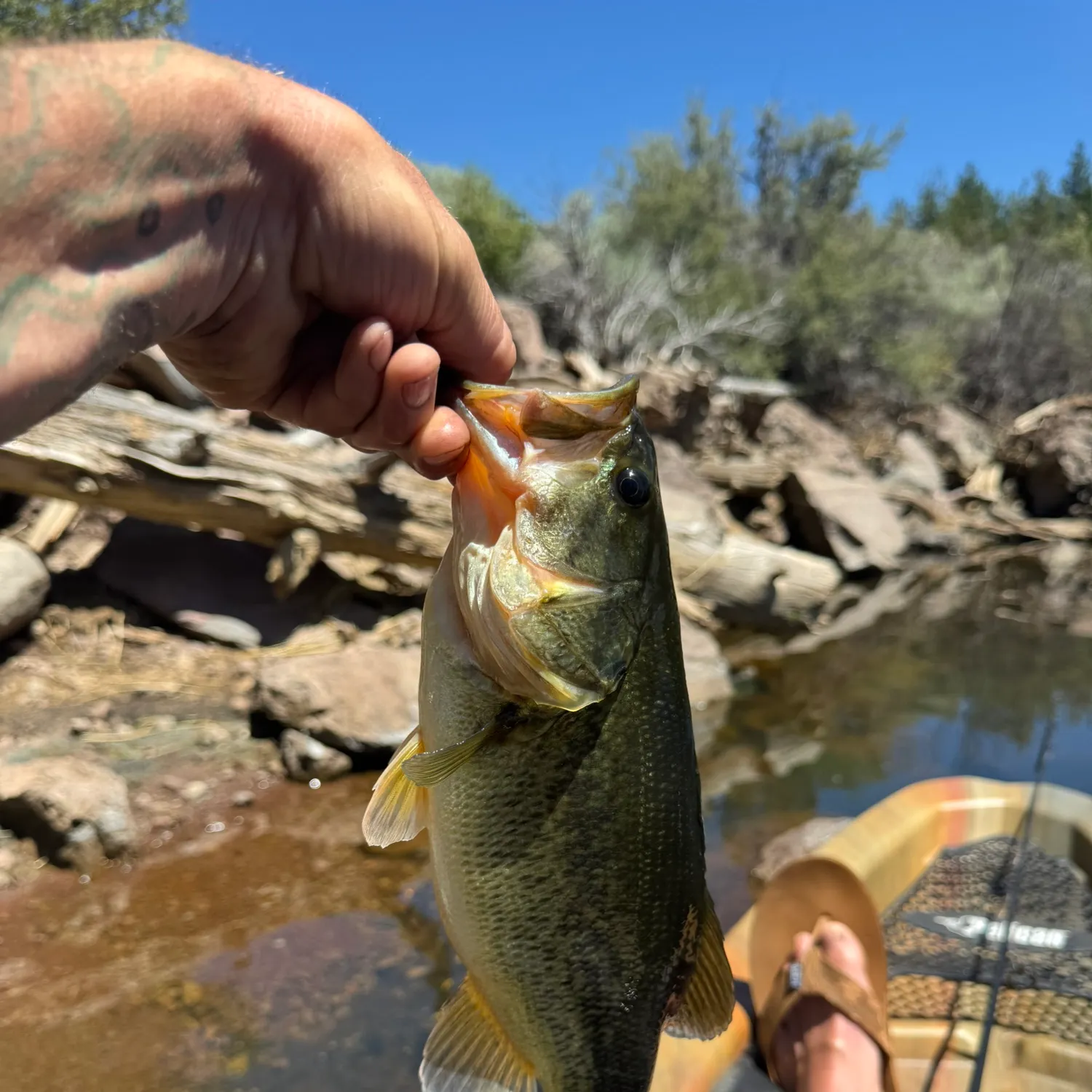 recently logged catches