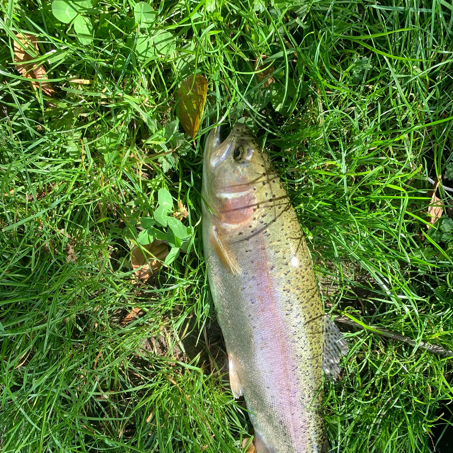 Brown trout caught on Fishbrain