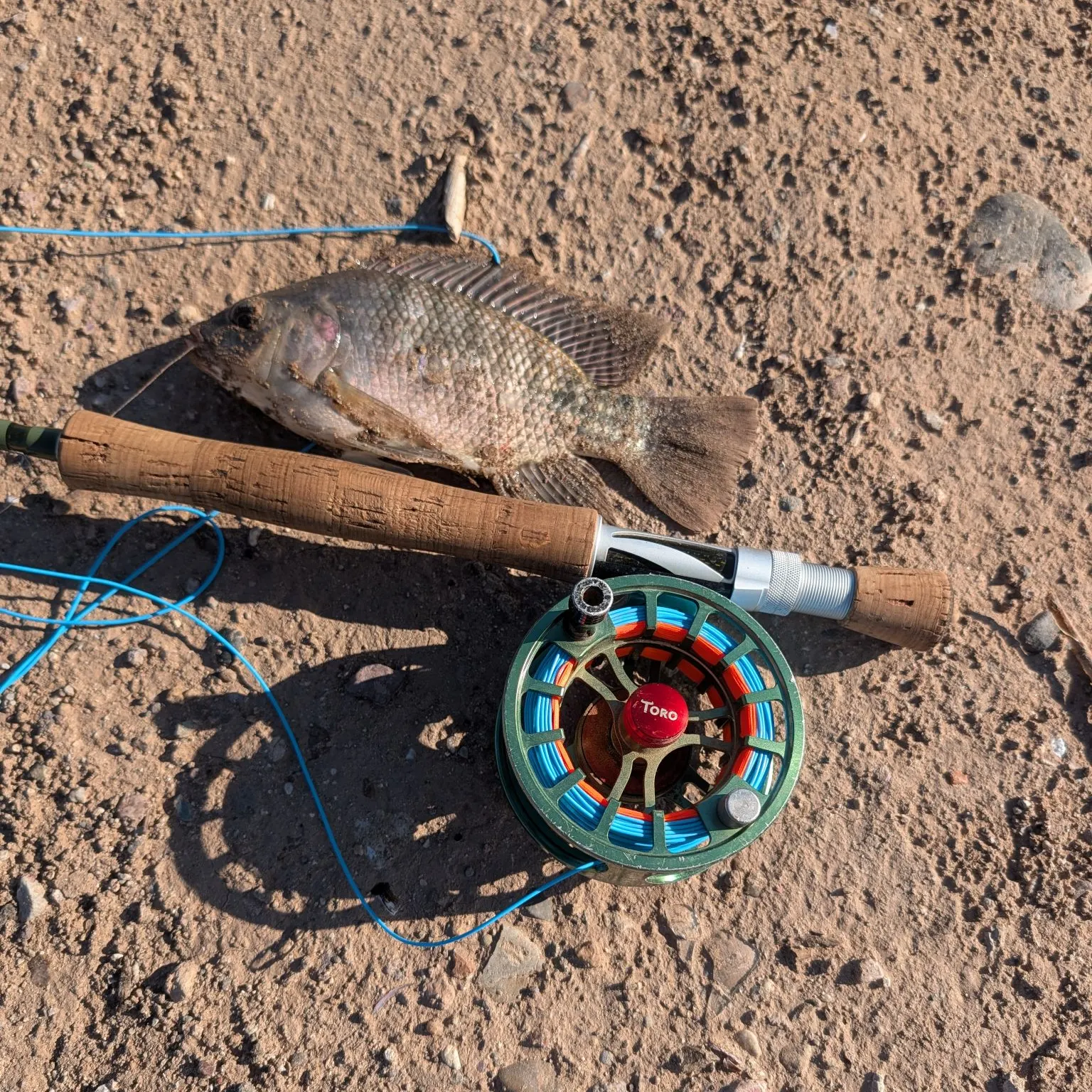 Nile tilapia caught on Fishbrain