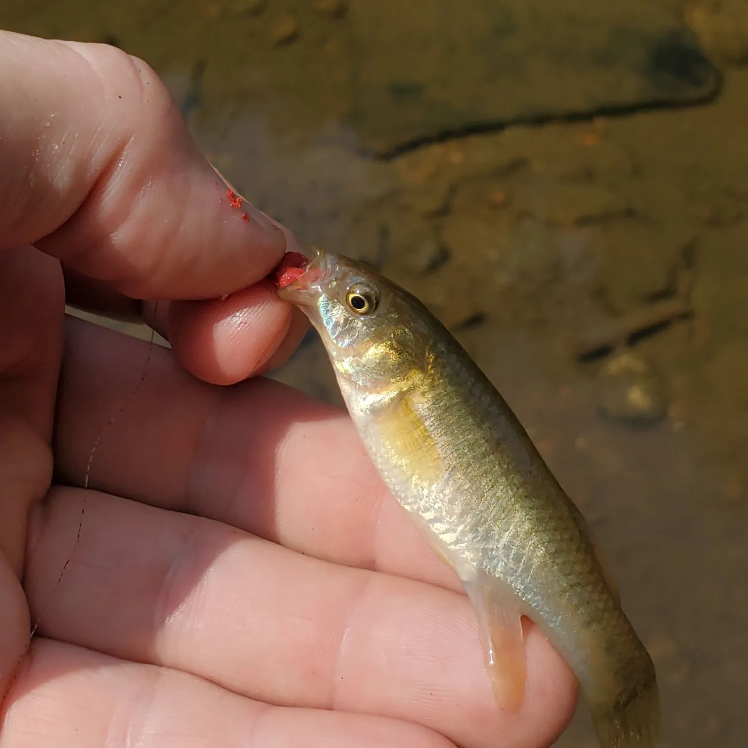 The most recent Banded killifish catches on Fishbrain