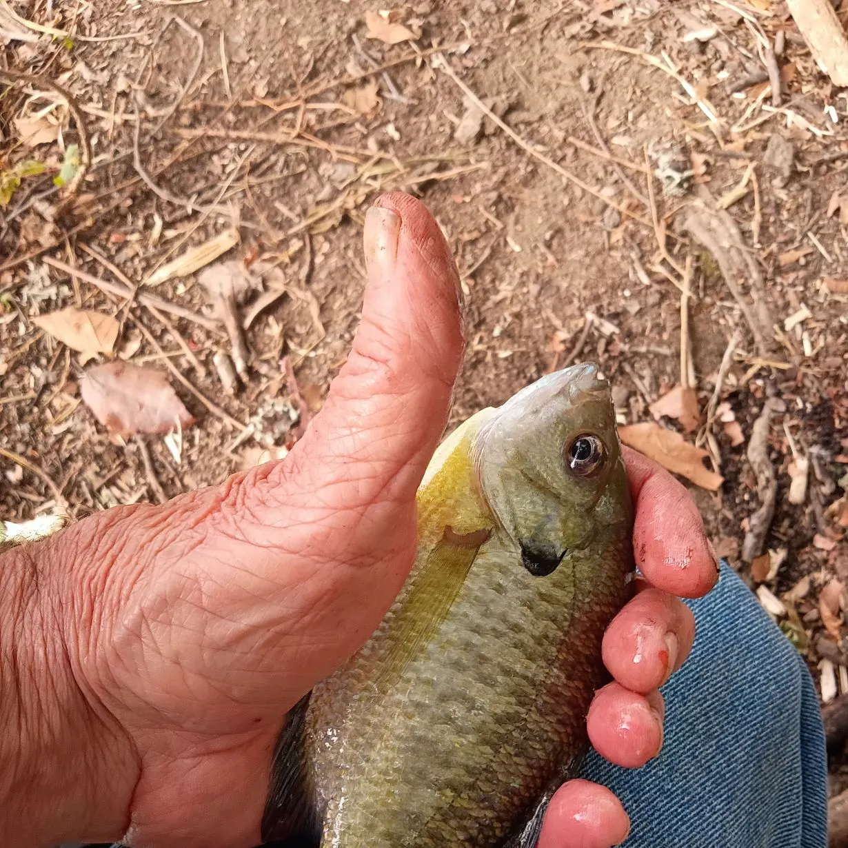 Bluegill caught on Fishbrain