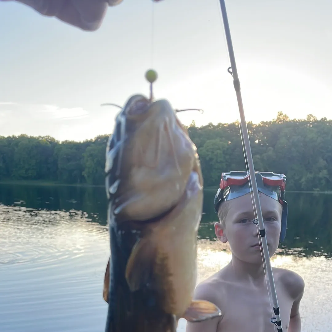Yellow bullhead caught on Fishbrain