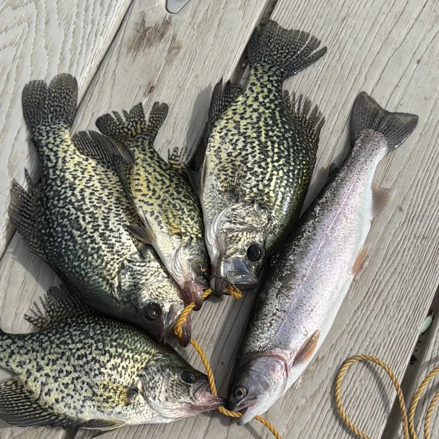 recently logged catches