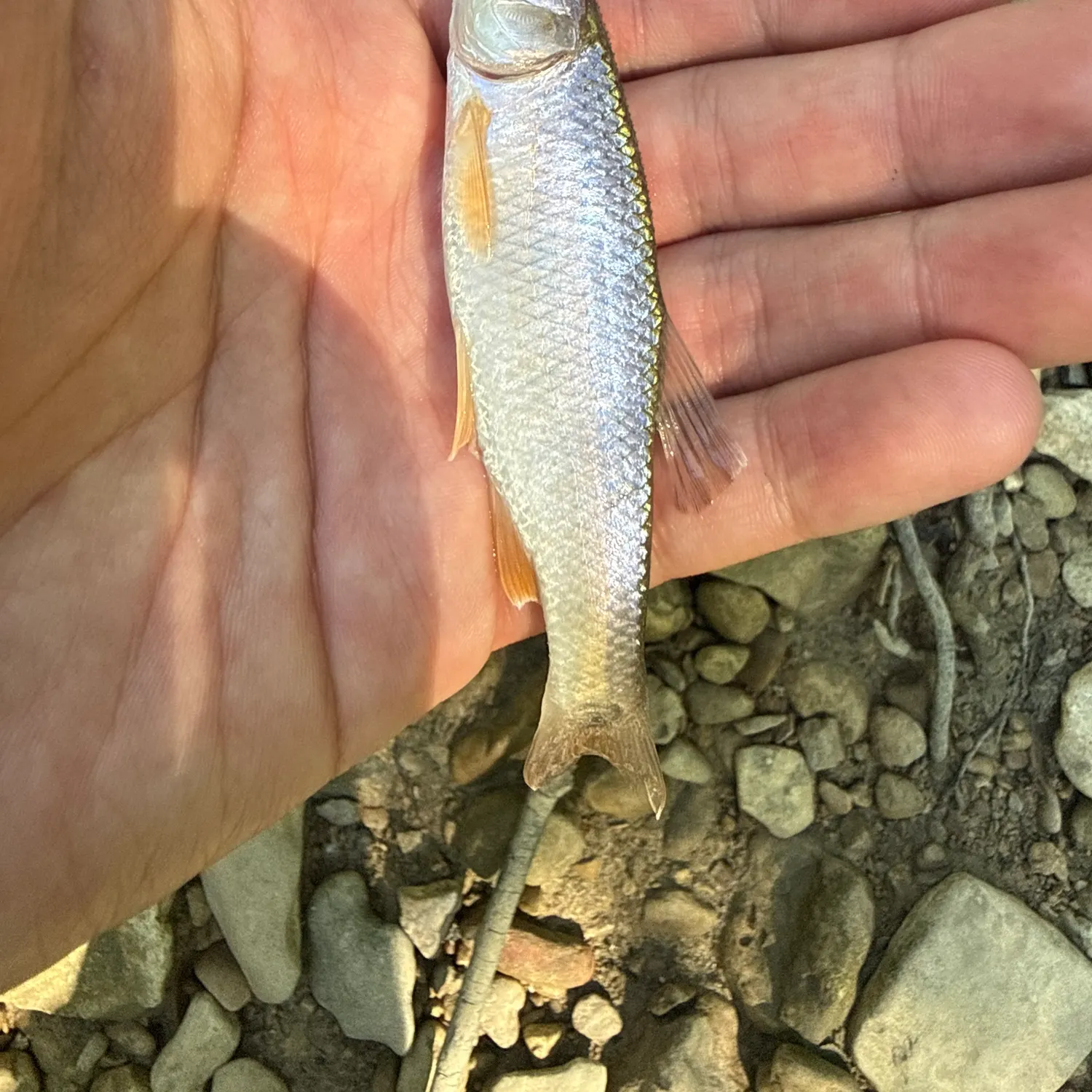 The most recent Spotfin shiner catches on Fishbrain