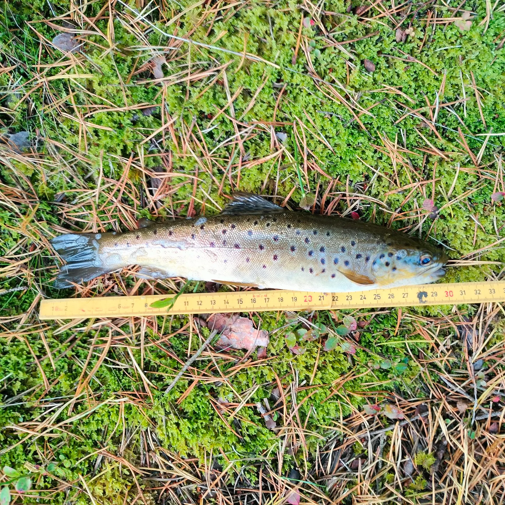 Brown trout caught on Fishbrain