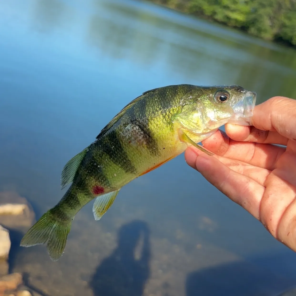 Yellow perch caught on Fishbrain
