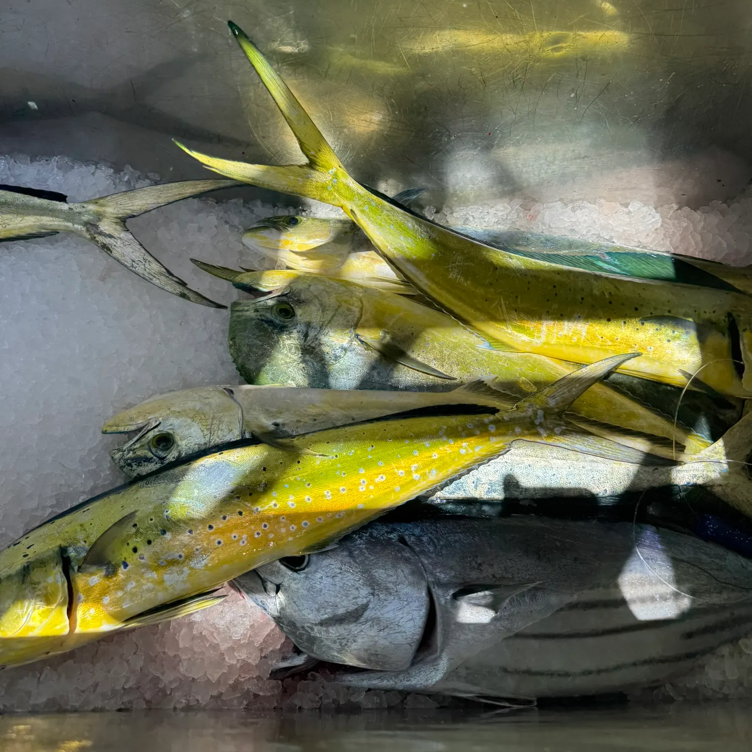 The most recent Skipjack tuna catches on Fishbrain
