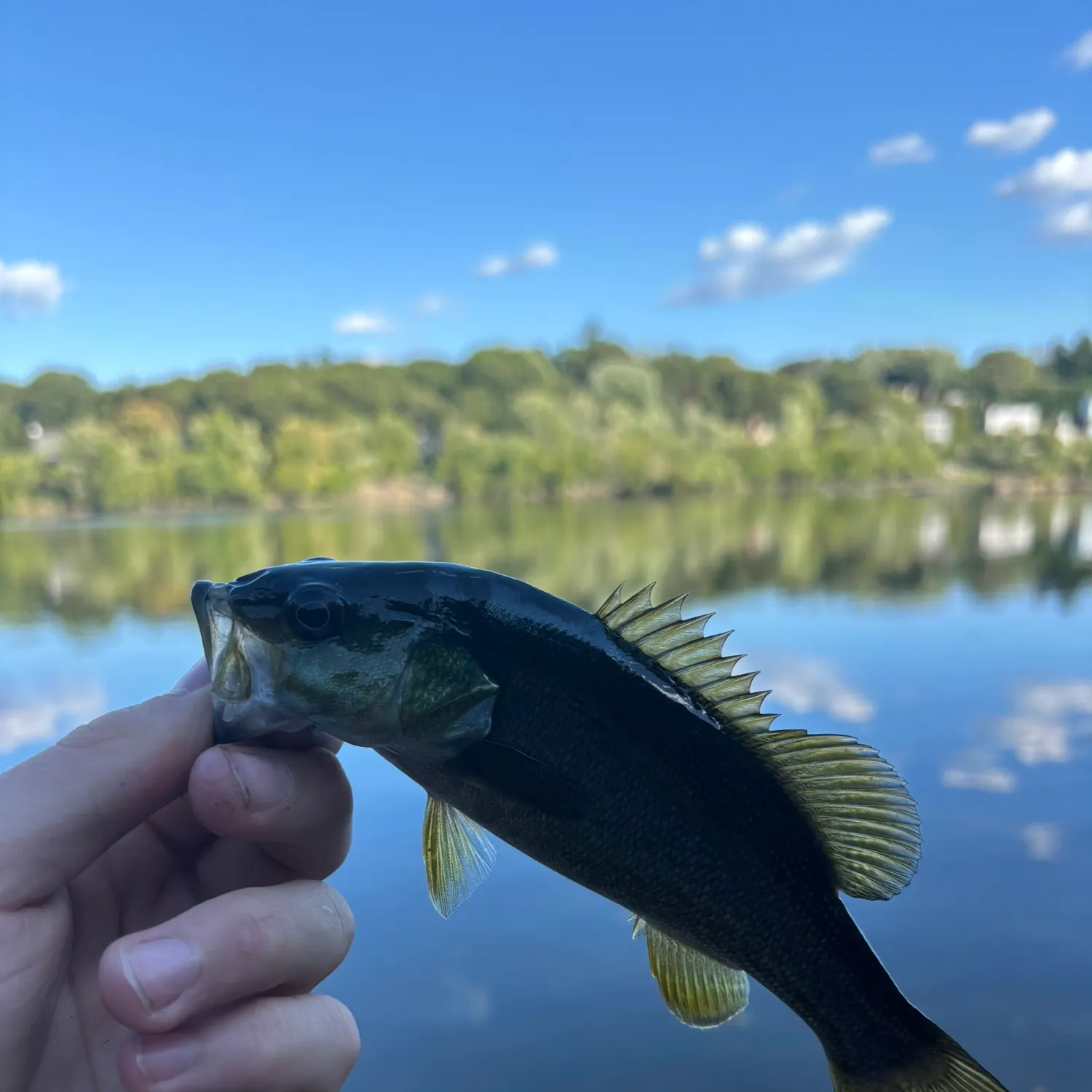 Smallmouth bass caught on Fishbrain
