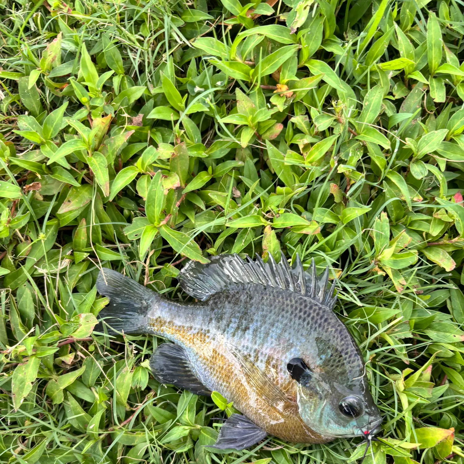 Bluegill caught on Fishbrain