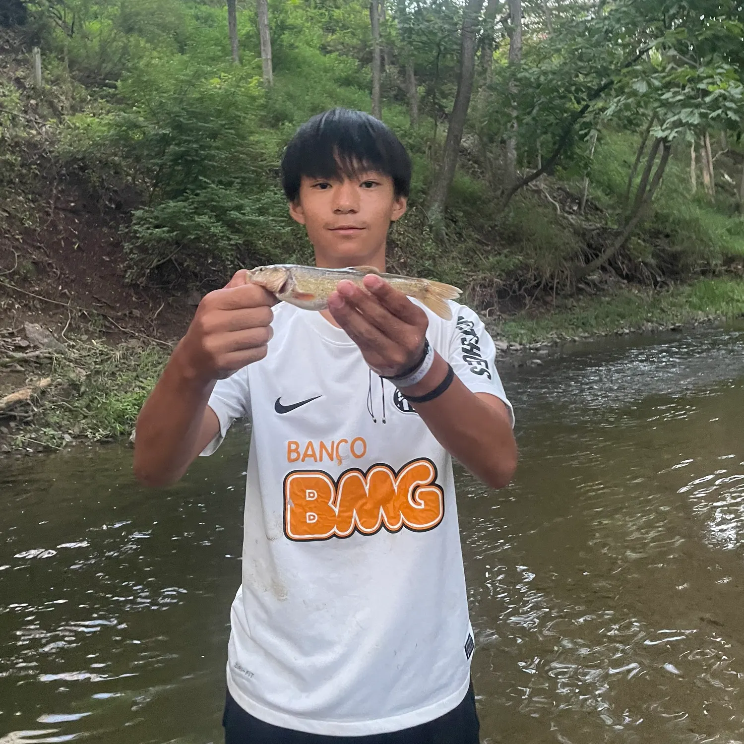 Creek chub caught on Fishbrain