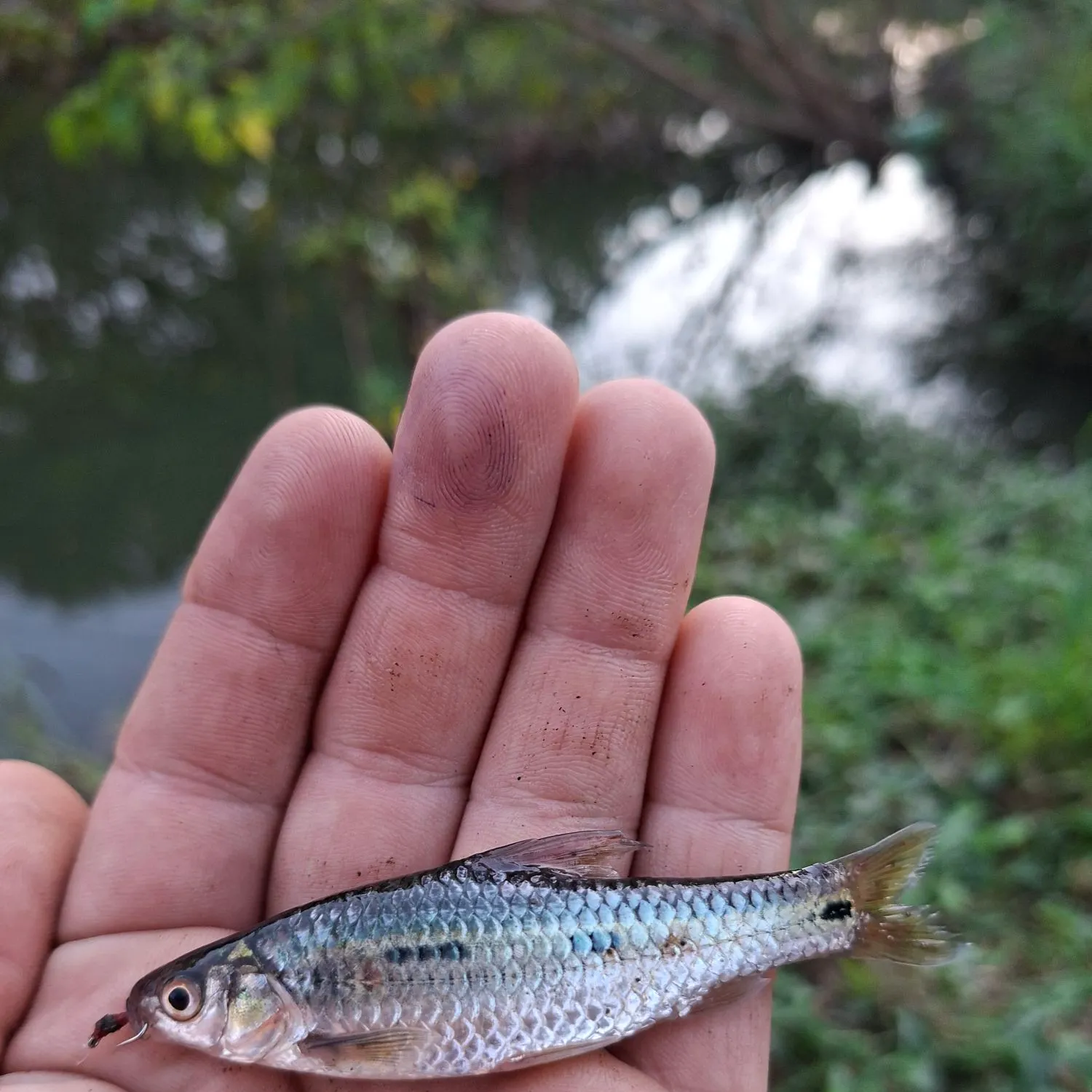 The most recent Threespot barb catches on Fishbrain