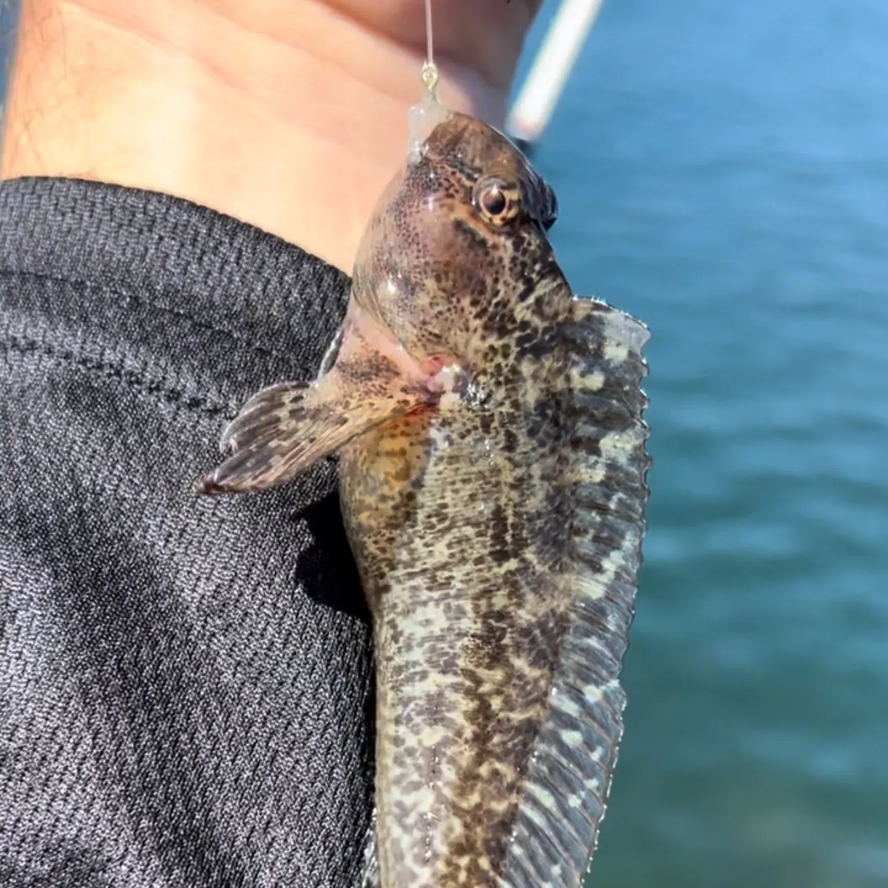 The most recent Shanny catches on Fishbrain