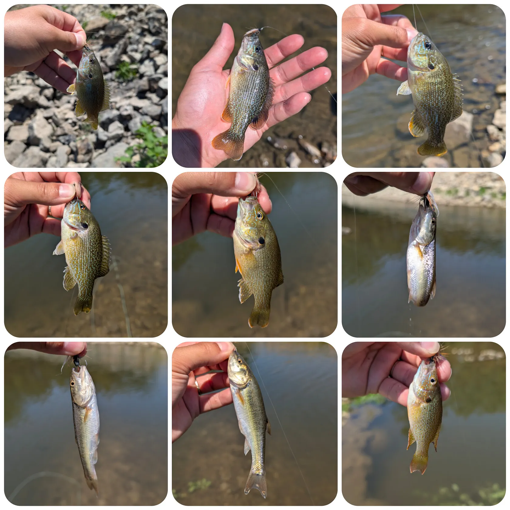 recently logged catches