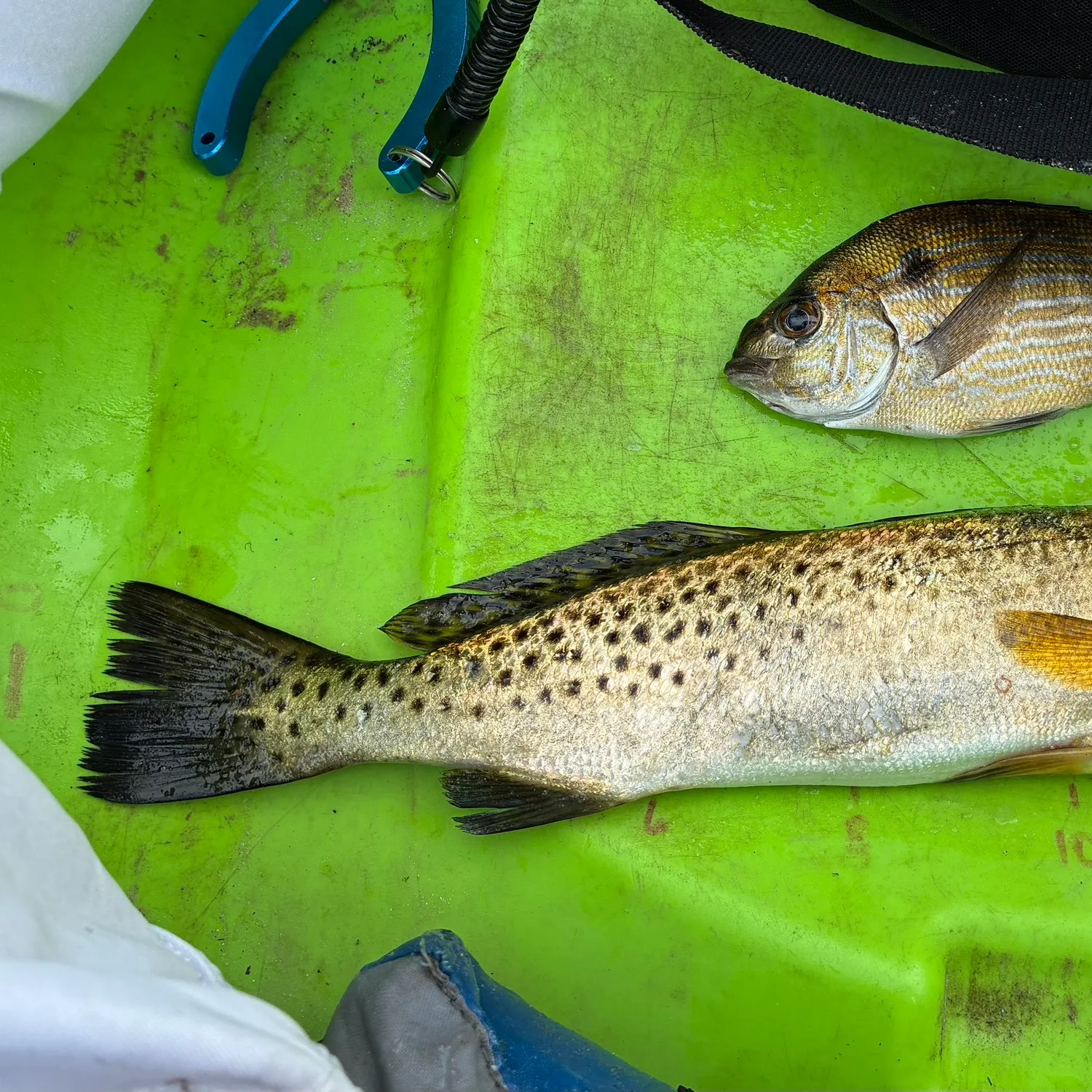 Spotted seatrout caught on Fishbrain