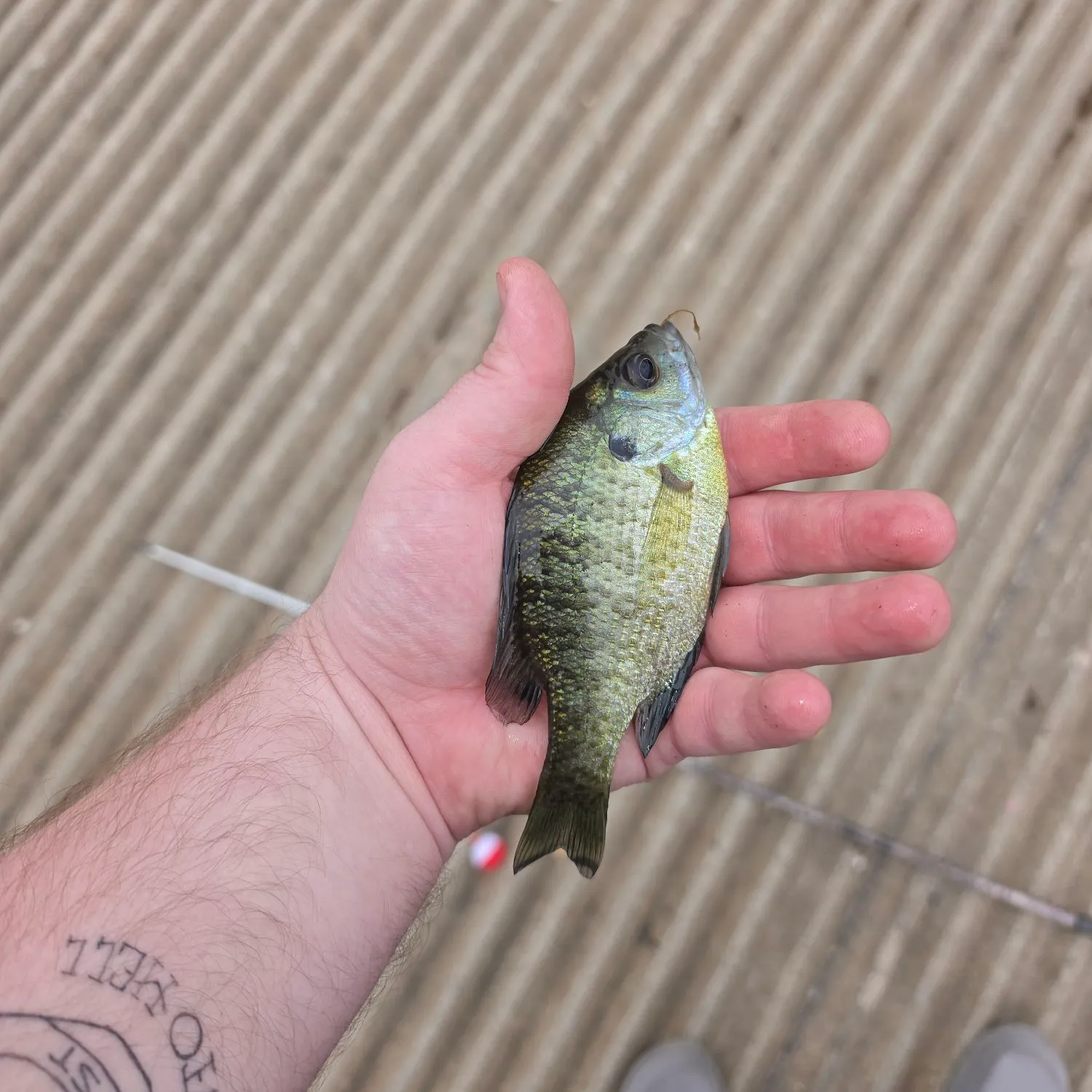 Bluegill caught on Fishbrain