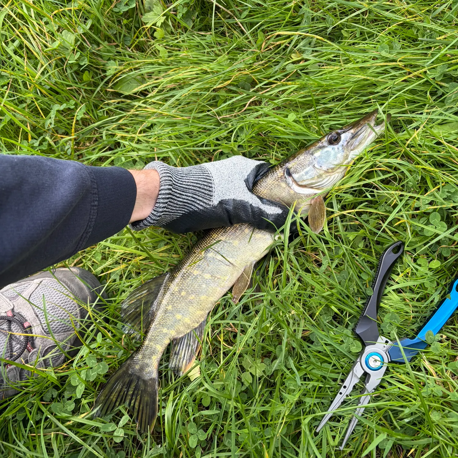 Northern pike caught on Fishbrain