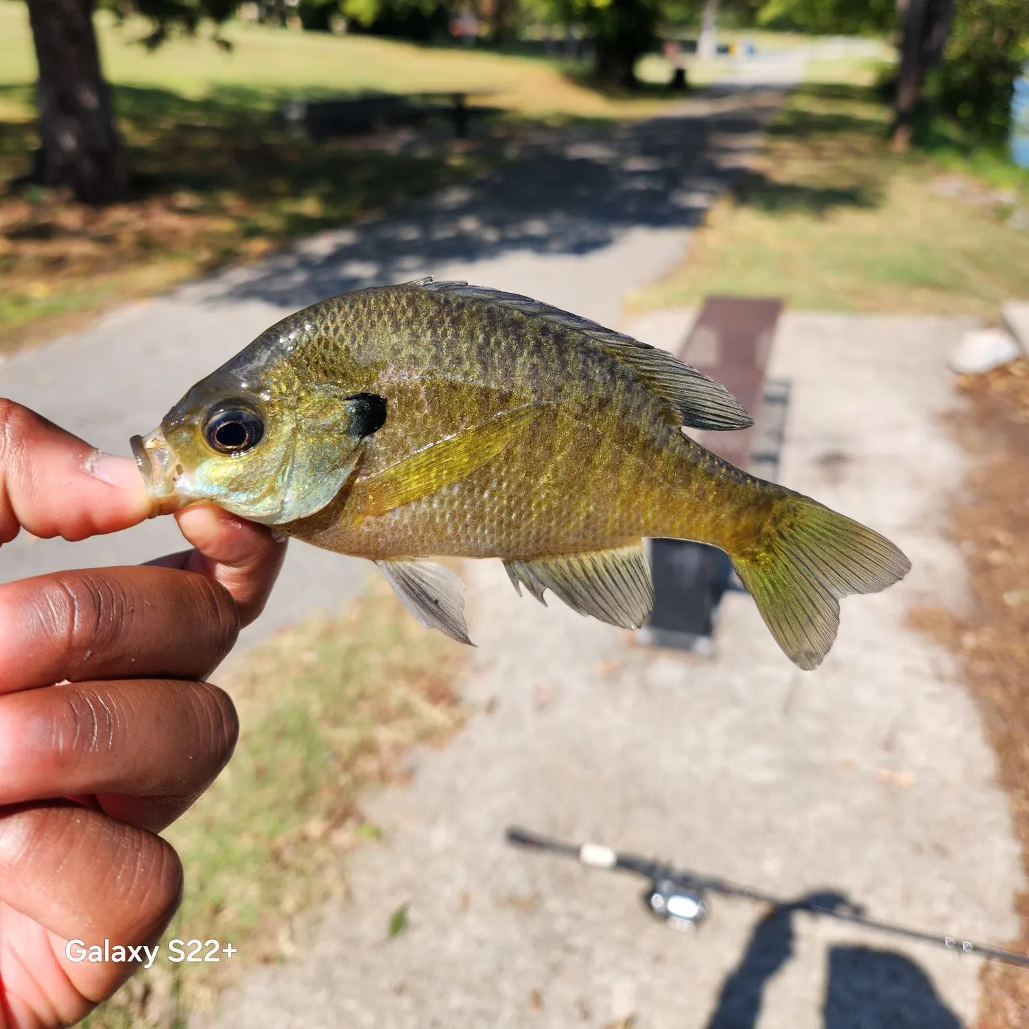 Bluegill caught on Fishbrain