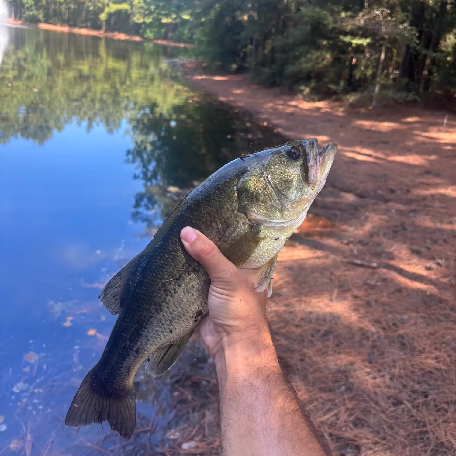 Largemouth bass caught on Fishbrain