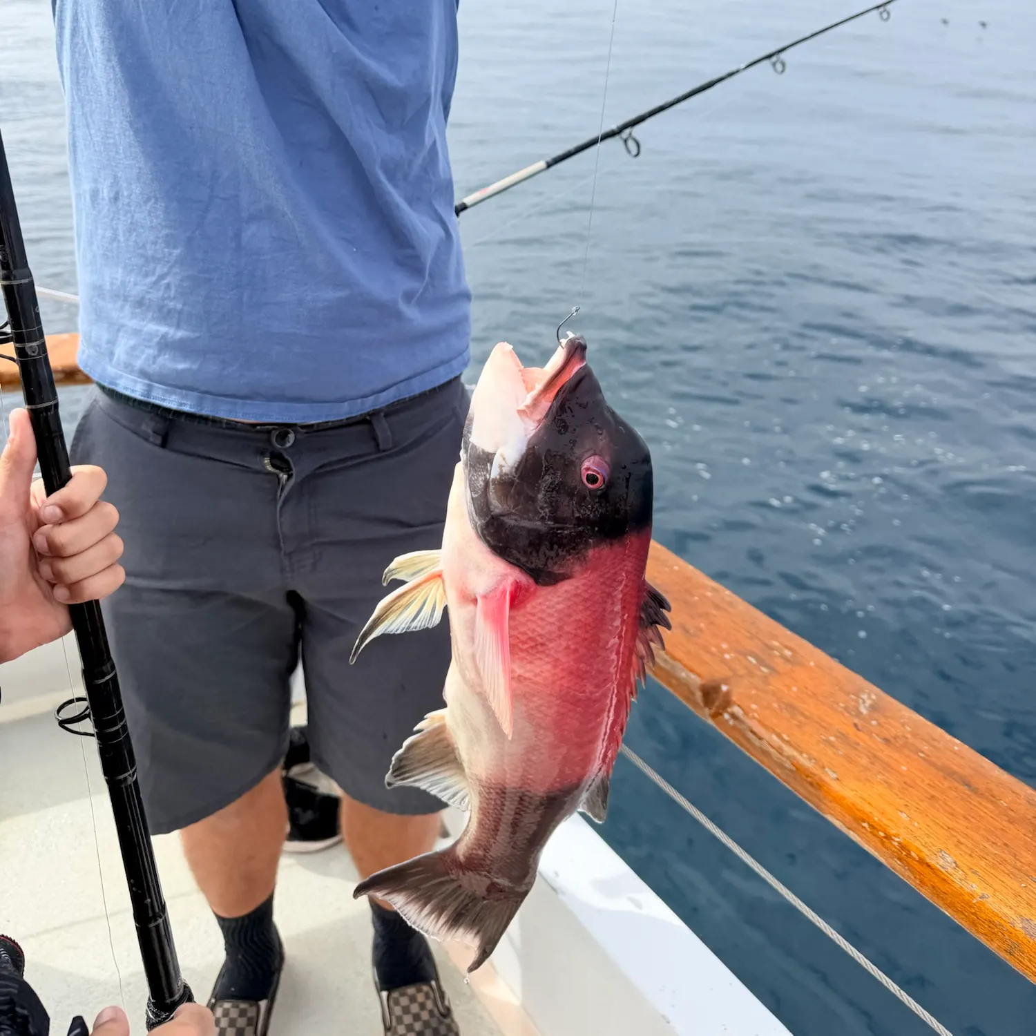 The most recent California sheephead catches on Fishbrain