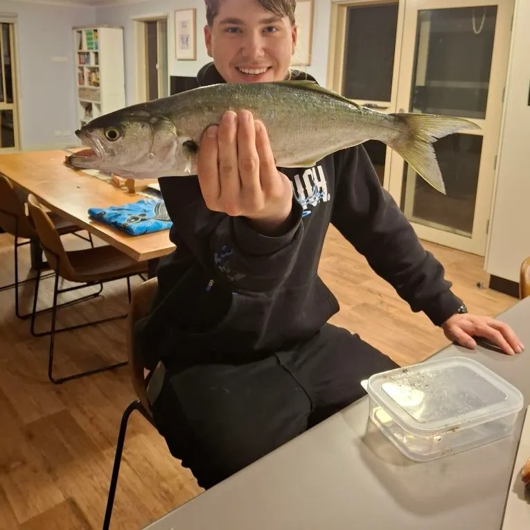 Bluefish caught on Fishbrain