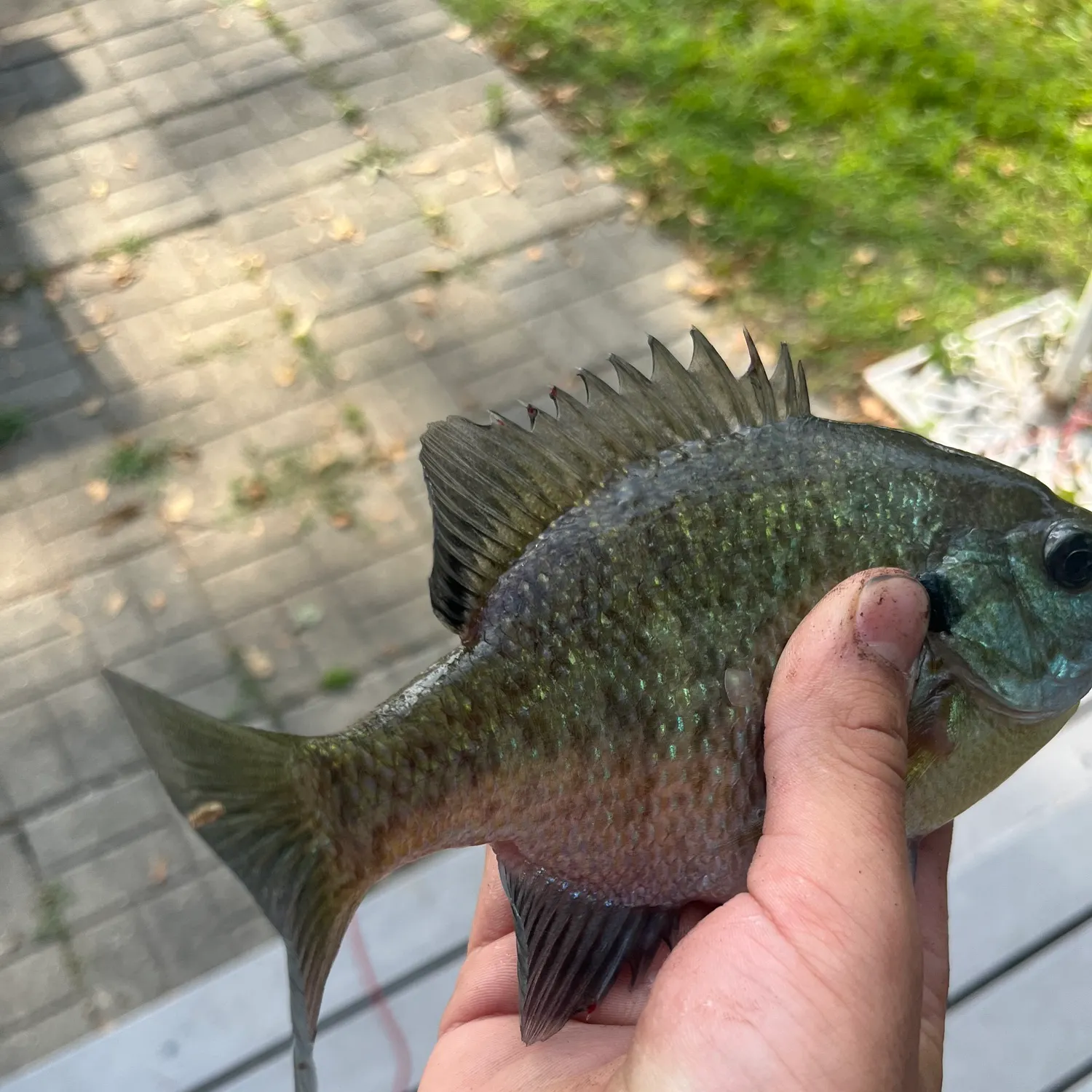 catch
