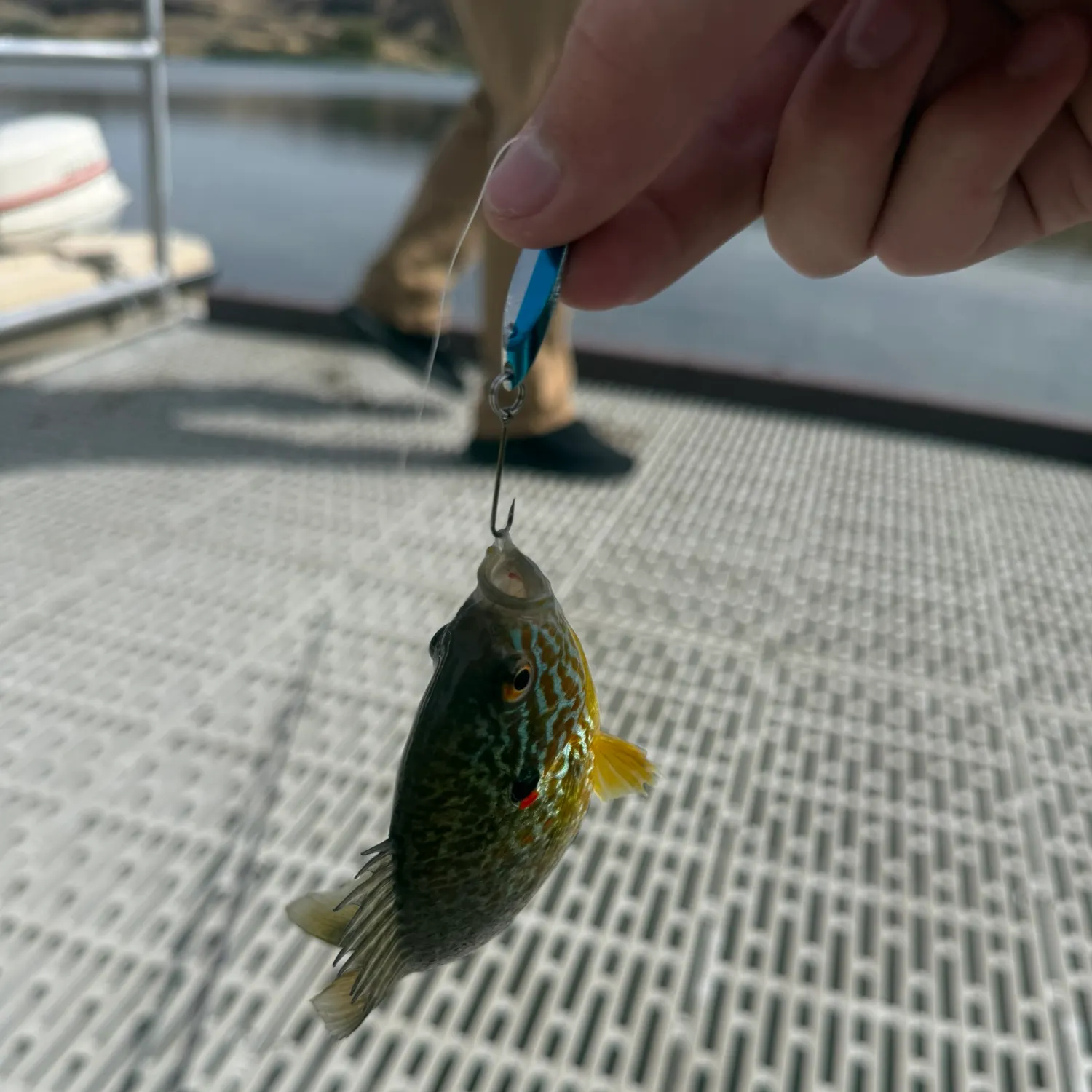 Pumpkinseed caught on Fishbrain
