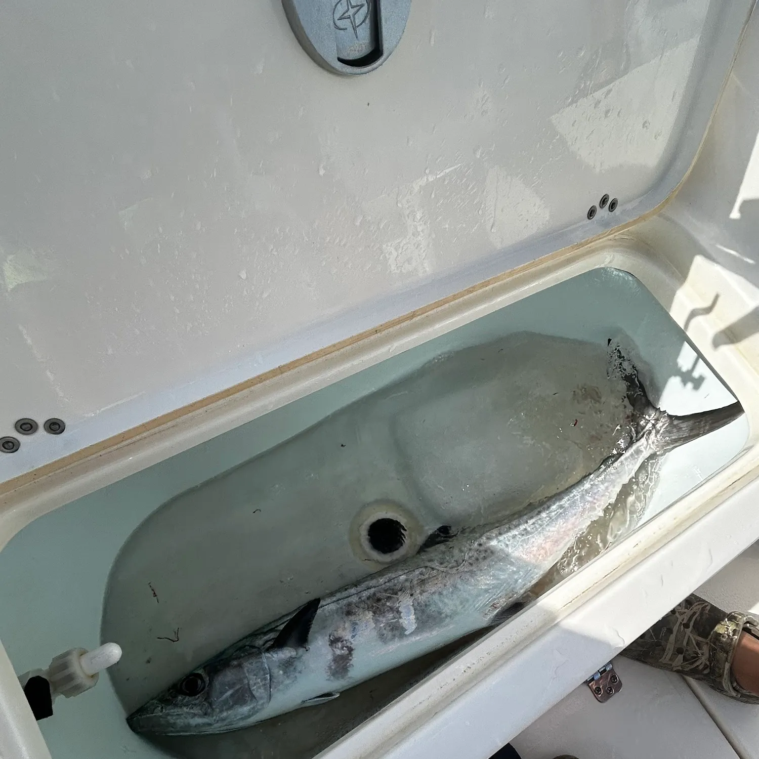 The most recent King mackerel catches on Fishbrain