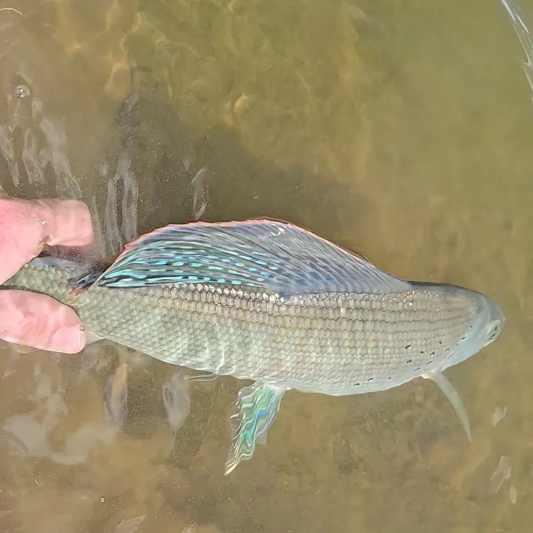 The most recent Arctic grayling catches on Fishbrain