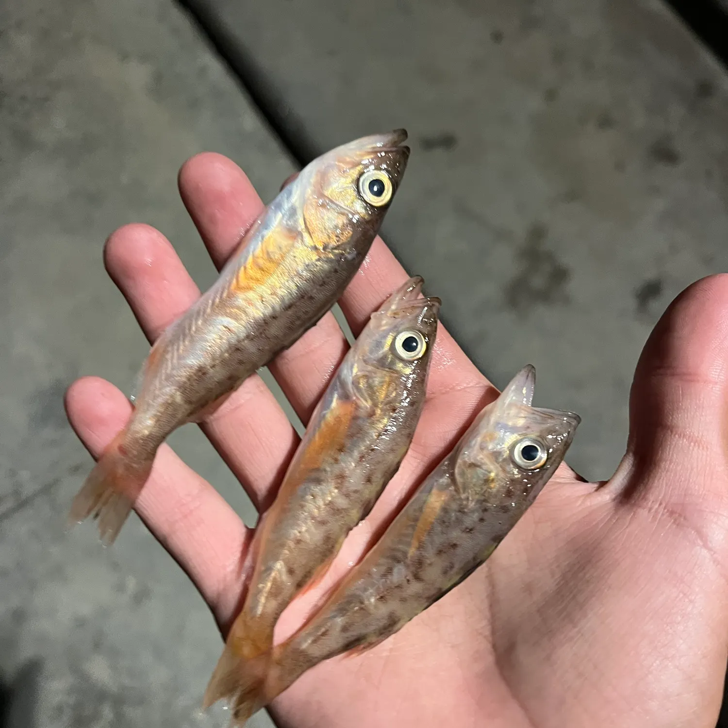 The most recent Californian salema catches on Fishbrain