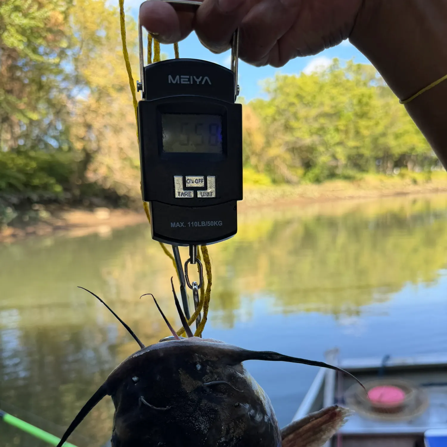 Channel catfish caught on Fishbrain
