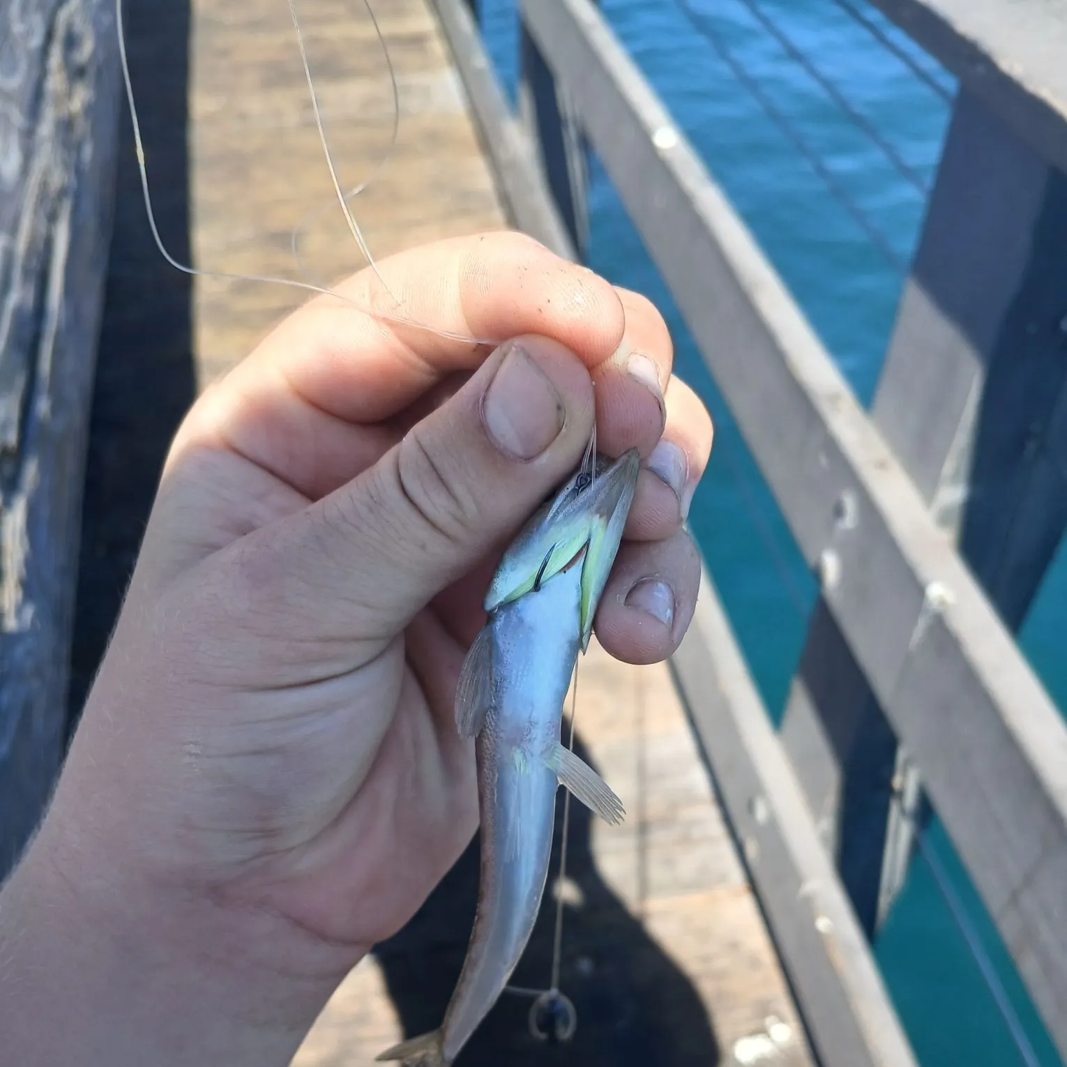 The most recent Brushtooth lizardfish catches on Fishbrain