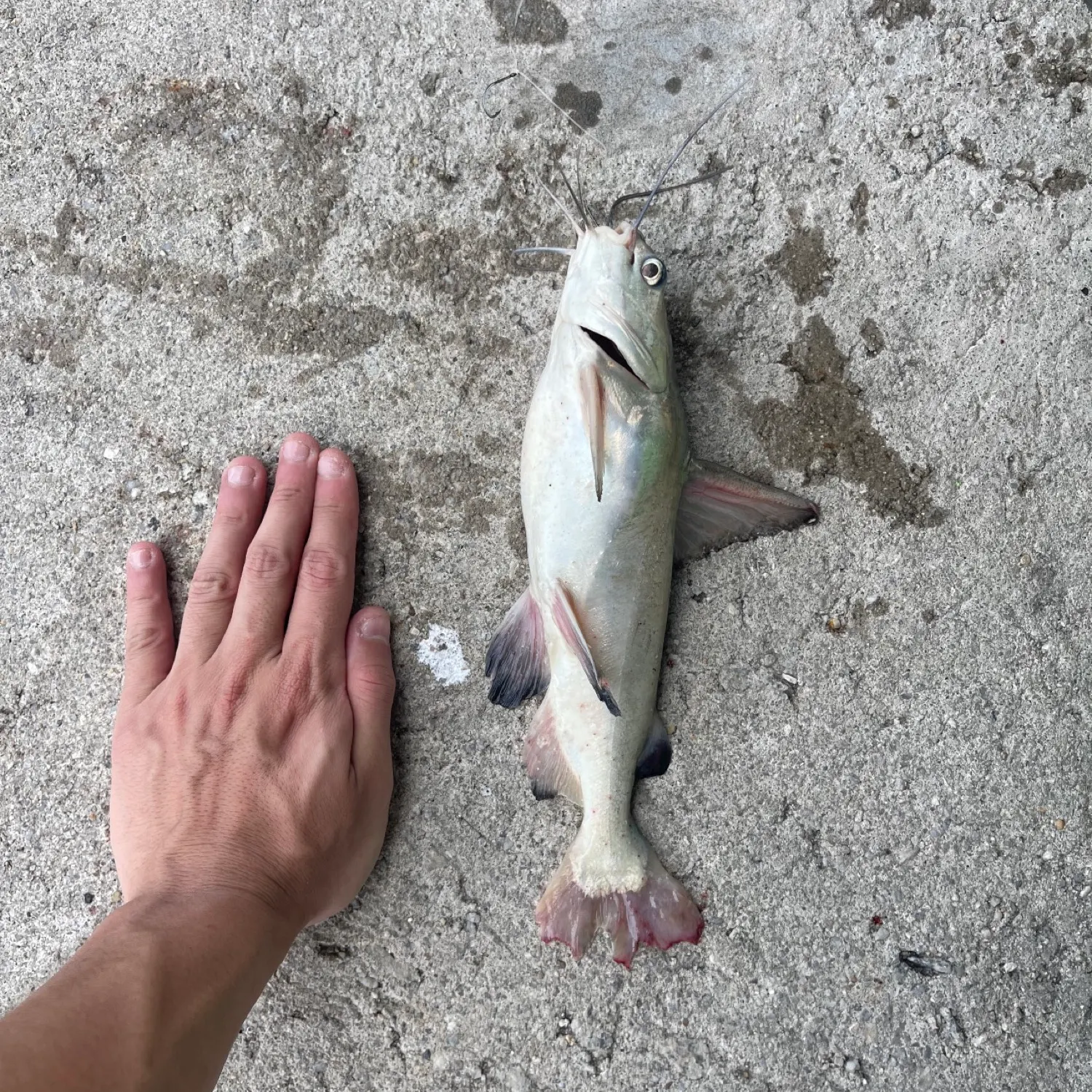 The most recent Sagor sea catfish catches on Fishbrain