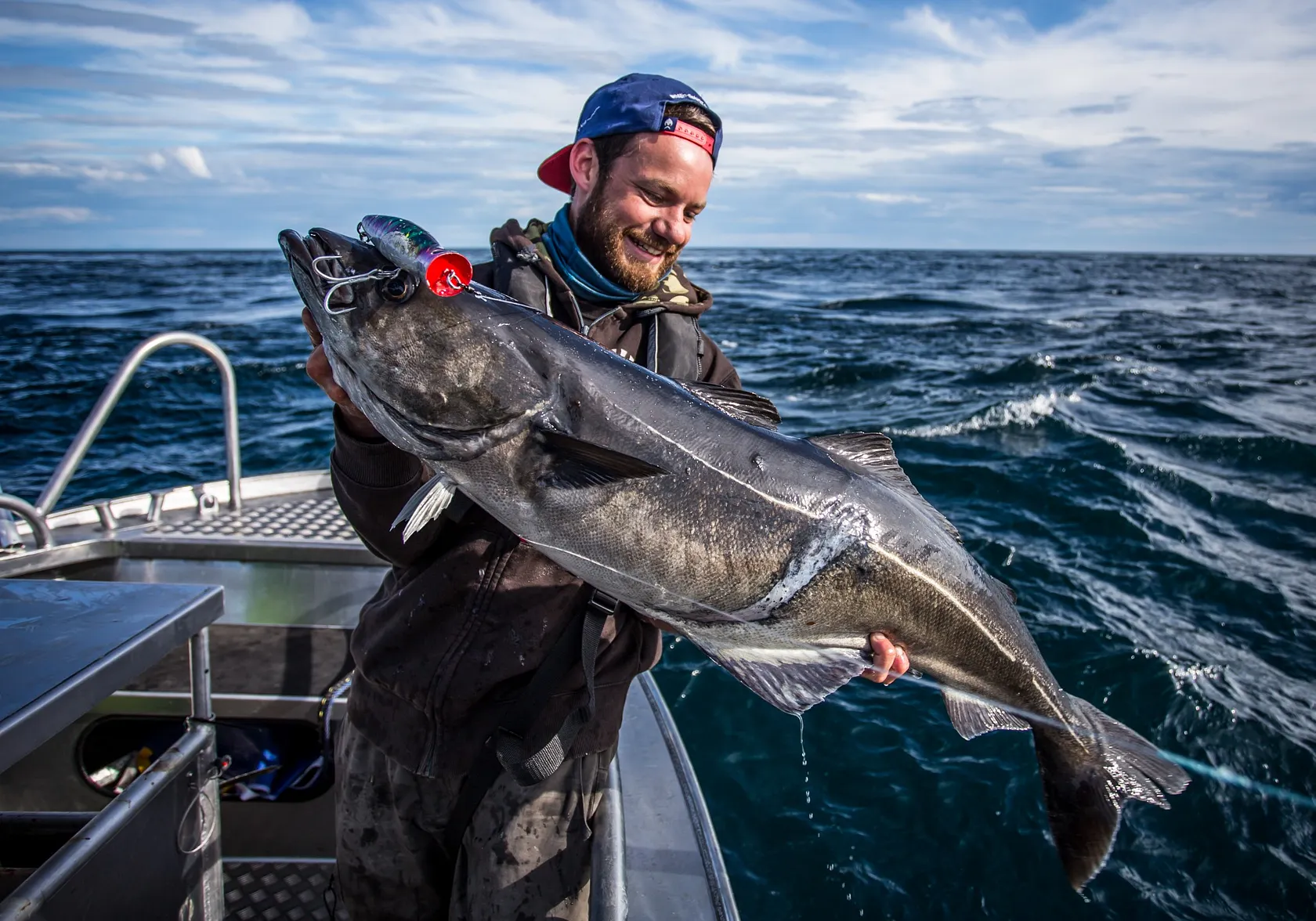 Atlantic pollock