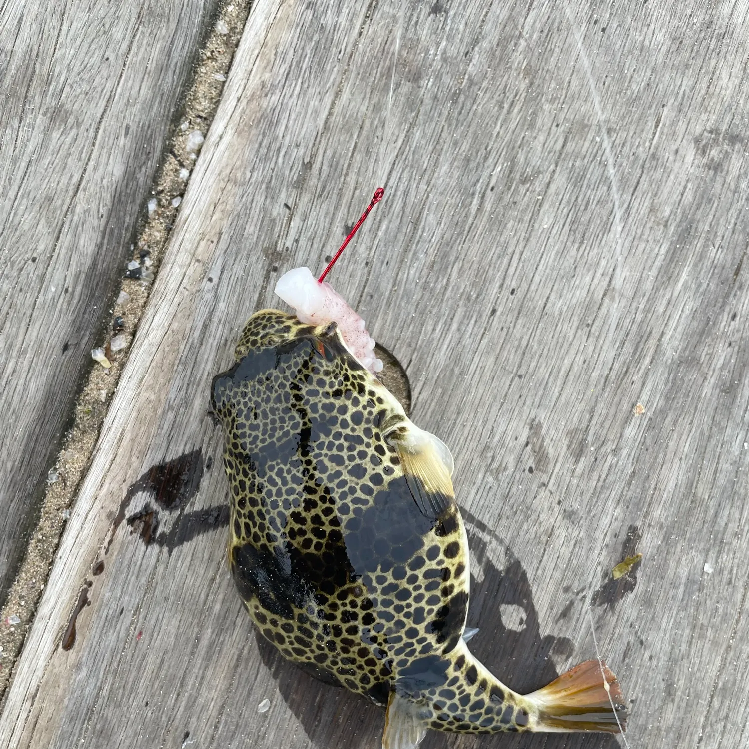 The most recent Smooth toadfish catches on Fishbrain