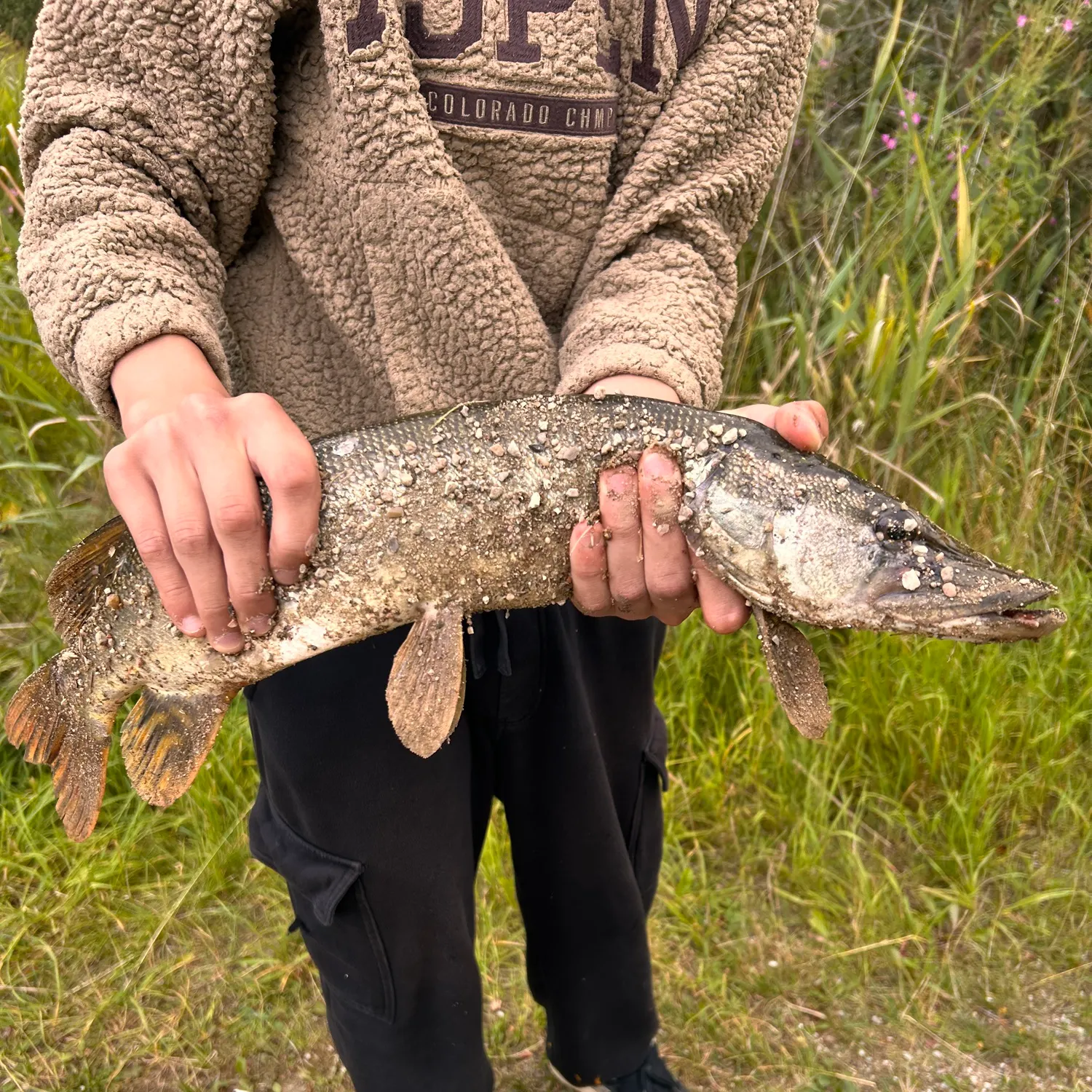 Northern pike caught on Fishbrain