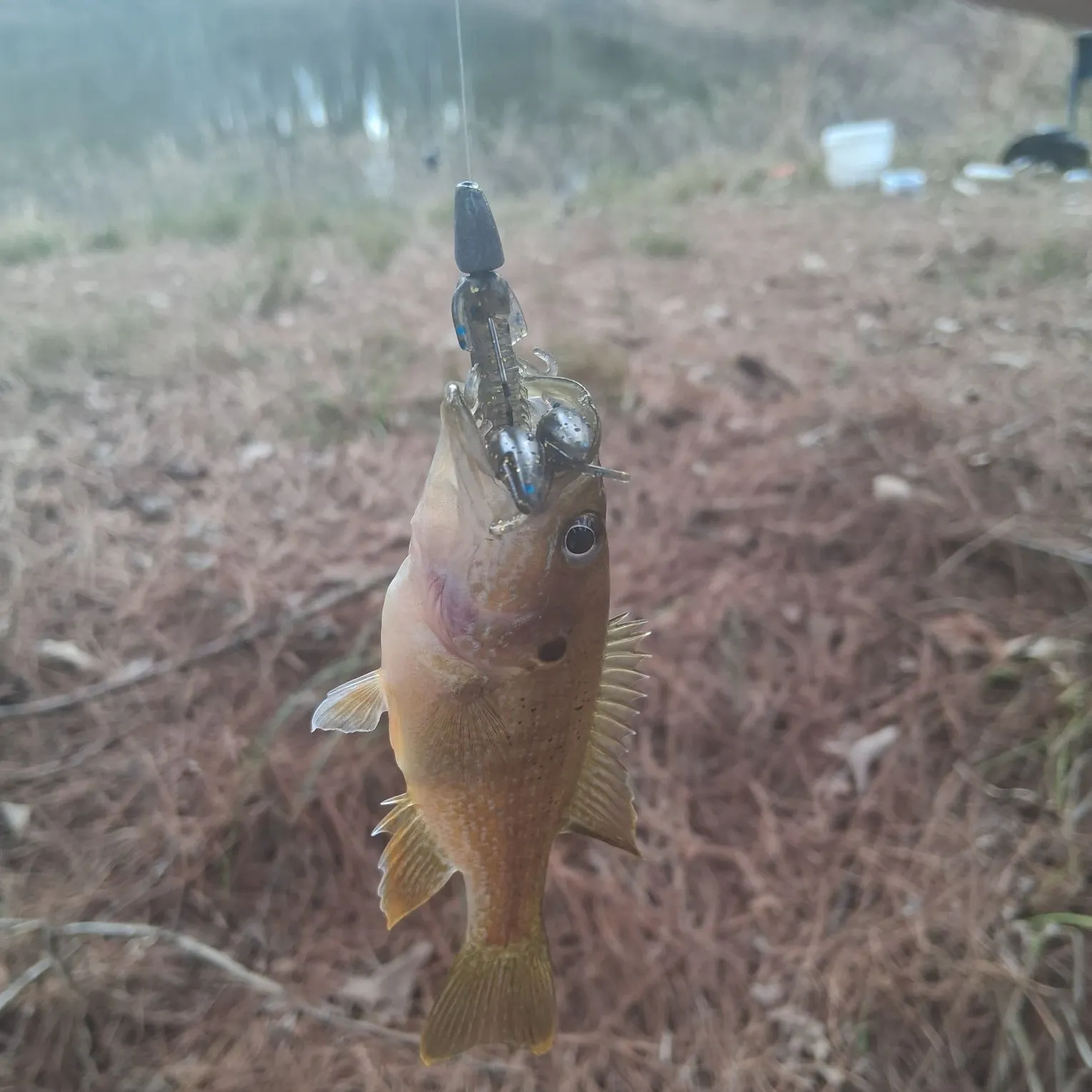 The most recent Green sunfish catches on Fishbrain