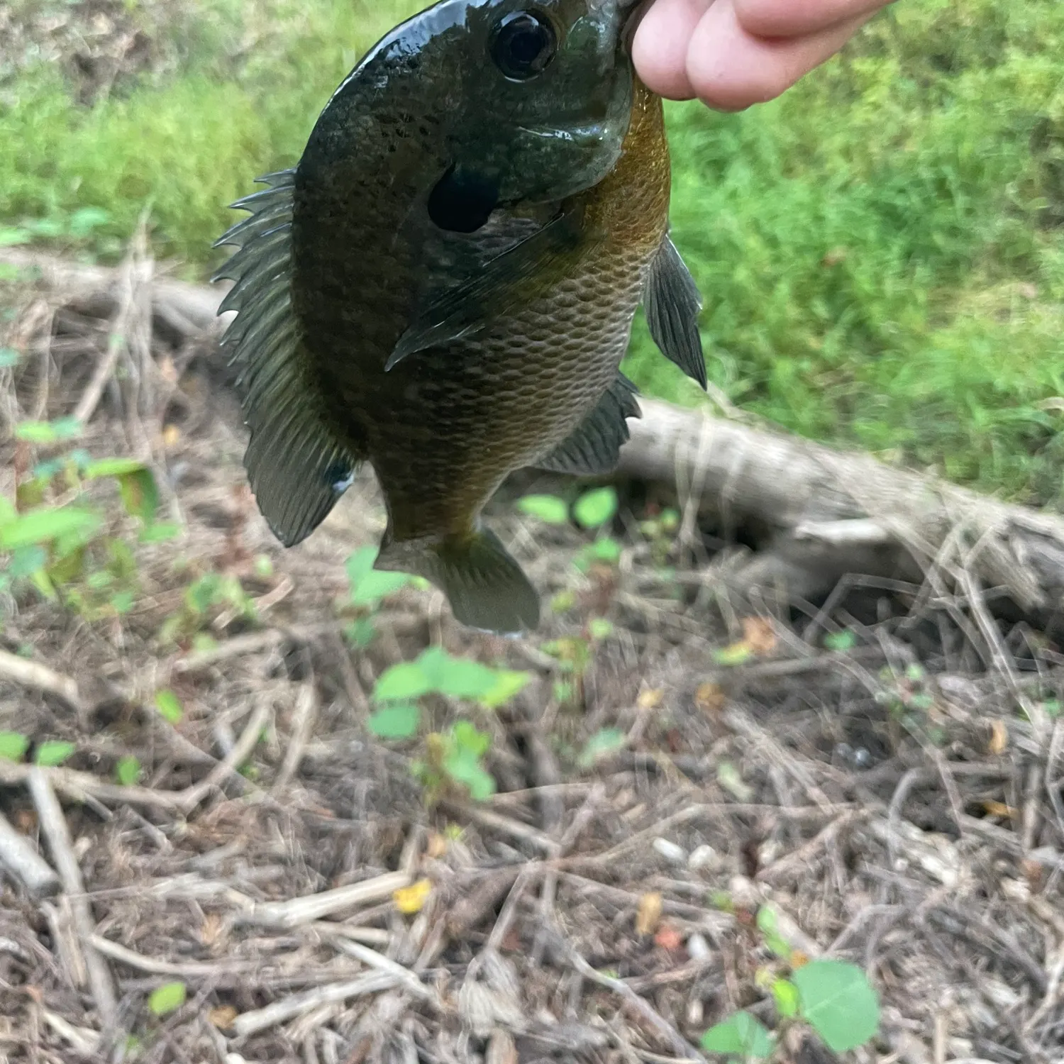 Bluegill caught on Fishbrain