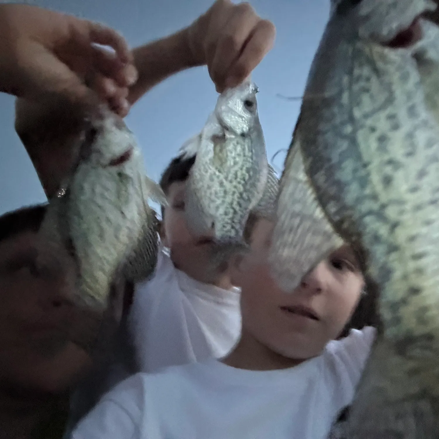 Black crappie caught on Fishbrain