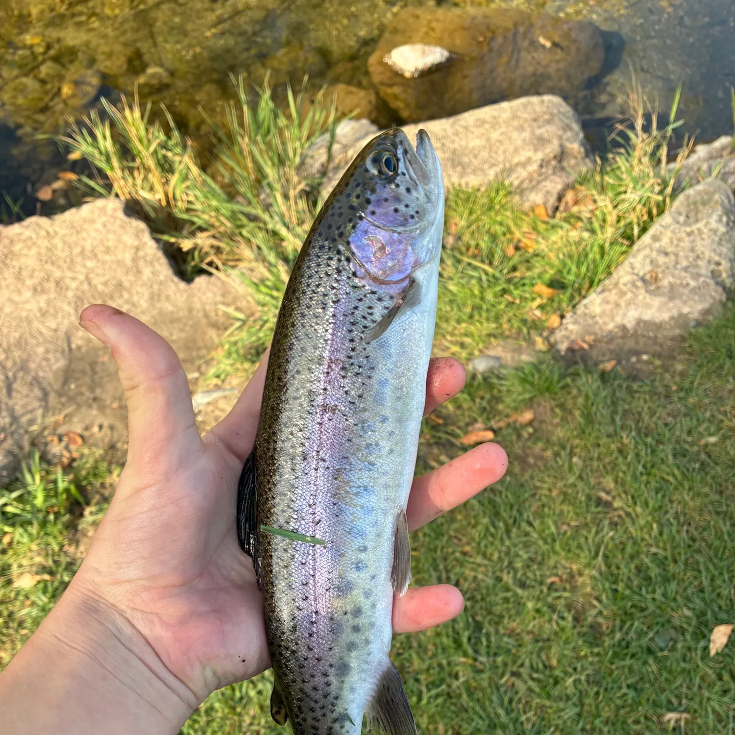 Rainbow trout caught on Fishbrain
