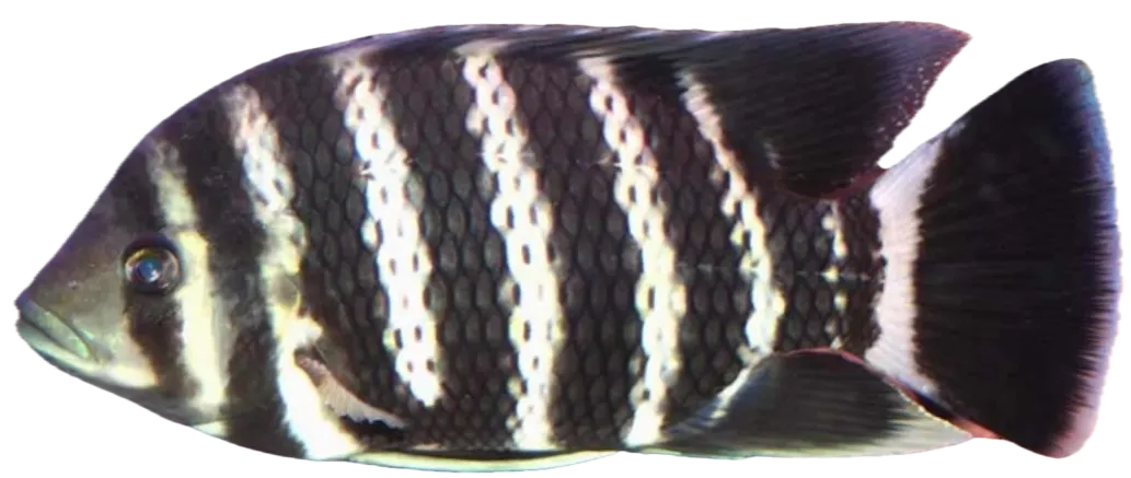 Zebra tilapia