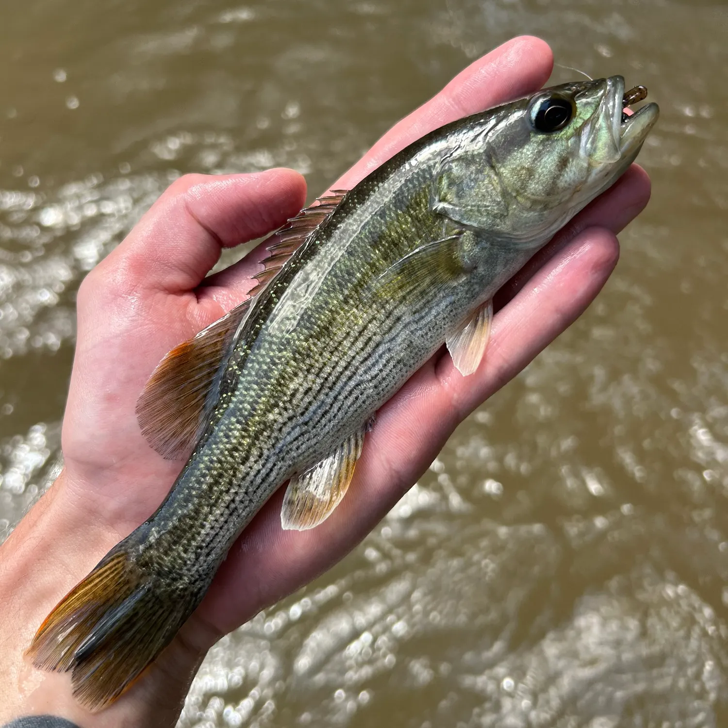 The most recent Altamaha bass catches on Fishbrain
